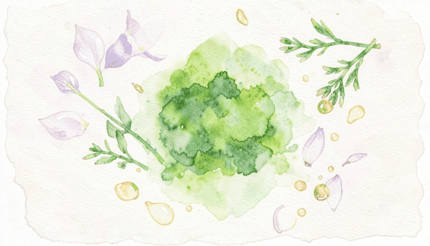Soft watercolour painting of scattered botanical perfume ingredients — pale lavender petals, green herb sprigs, and golden resin droplets on a creamy white background, evoking a calm and natural fragrance workshop atmosphere.